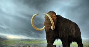 Woolly mammoths may have shared the landscape with first humans in New England