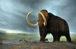 Woolly mammoths may have shared the landscape with first humans in New England