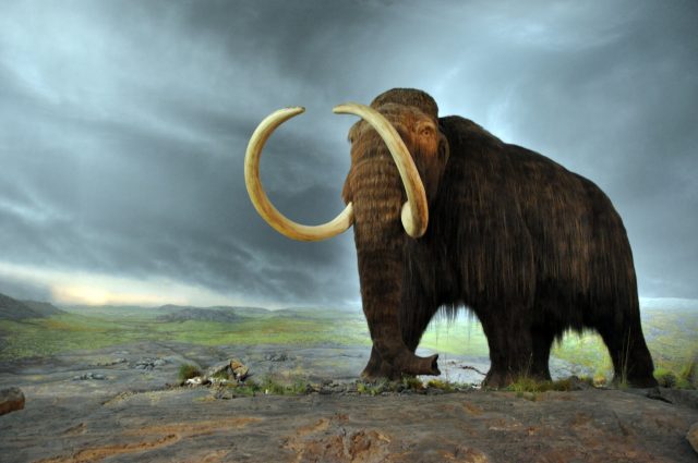Woolly mammoths may have shared the landscape with first humans in New England