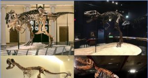 Younger Tyrannosaurus Rex bites were less ferocious than their adult counterparts