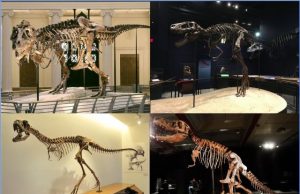Younger Tyrannosaurus Rex bites were less ferocious than their adult counterparts