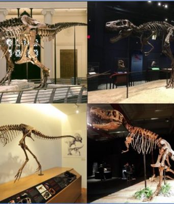 Younger Tyrannosaurus Rex bites were less ferocious than their adult counterparts