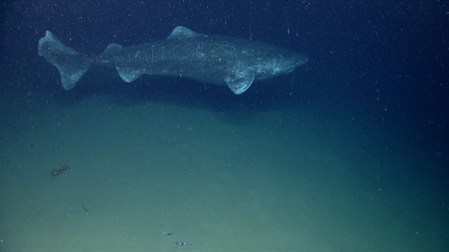 A Greenland shark. This was the largest fish encountered during the Northeast U.S. Canyons Expedition Image ID expl9984 Voyage To Inner Space Exploring the Seas With NOAA Collect
