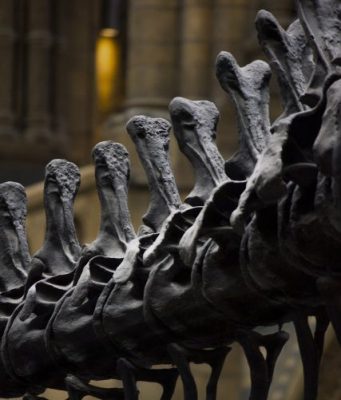 A dinosaur tail vertebra leads researchers on the right track A dinosaur tail vertebra leads researchers on the right track