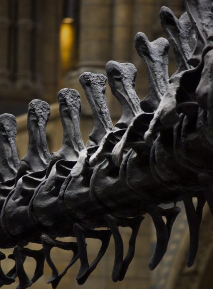 A dinosaur tail vertebra leads researchers on the right track