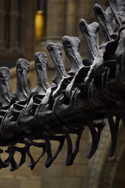 A dinosaur tail vertebra leads researchers on the right track