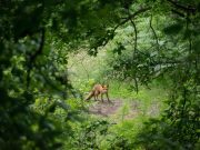 A diversity of wildlife is good for our health