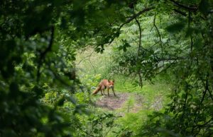 A diversity of wildlife is good for our health