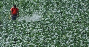 A third of global farmland at high pesticide pollution risk