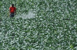 A third of global farmland at high pesticide pollution risk