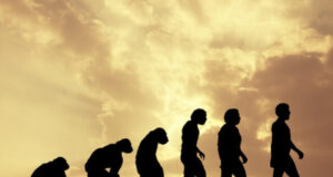 Analysis of famous fossil helps unlock when humans and apes diverged