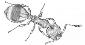 Ant responses to social isolation resemble those of humans 1