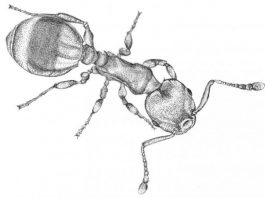 Ant responses to social isolation resemble those of humans