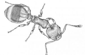 Ant responses to social isolation resemble those of humans
