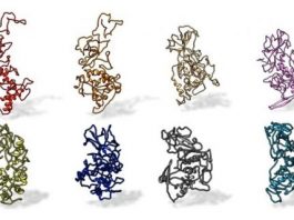 Antibody binding site conserved across COVID 19 virus variants