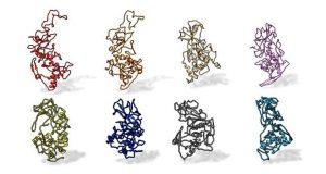 Antibody binding site conserved across COVID 19 virus variants