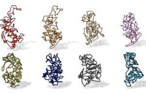Antibody binding site conserved across COVID 19 virus variants