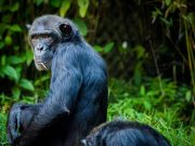 Apes show dramatically different early immune responses compared to monkeys