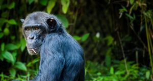 Apes show dramatically different early immune responses compared to monkeys