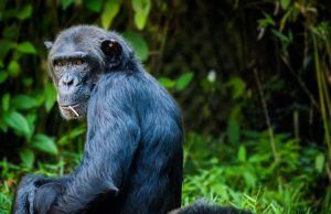 Apes show dramatically different early immune responses compared to monkeys