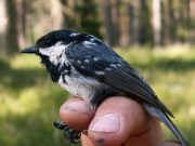 Birds blood functions as heating system in winter