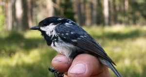 Birds blood functions as heating system in winter