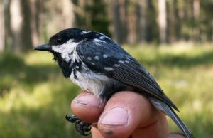 Birds blood functions as heating system in winter