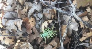 Cascading effects of noise on plants persist over long periods and after noise is removed