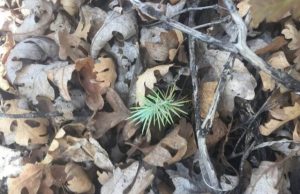 Cascading effects of noise on plants persist over long periods and after noise is removed