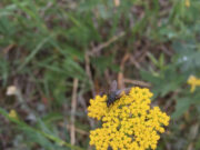 Common plants and pollinators act as anchors for ecosystems