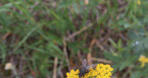 Common plants and pollinators act as anchors for ecosystems