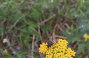 Common plants and pollinators act as anchors for ecosystems