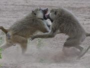 Competing for high status speeds up aging in male baboons