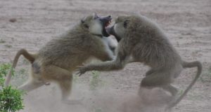 Competing for high status speeds up aging in male baboons