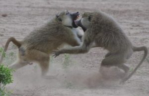Competing for high status speeds up aging in male baboons