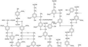 Dominating fungus could be solution to producing more biofuels and chemicals