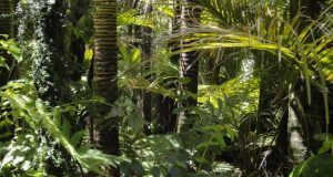 Environmental researchers uncover the story of the Amazons understory