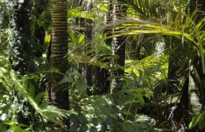 Environmental researchers uncover the story of the Amazons understory
