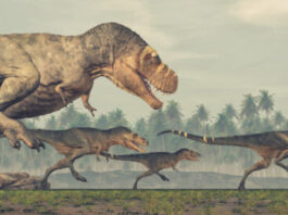 Fearsome tyrannosaurs were social animals study shows