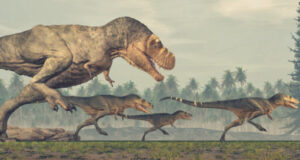 Fearsome tyrannosaurs were social animals study shows