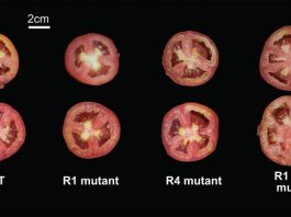 For tomato genes one plus one doesnt always make two