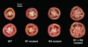 For tomato genes one plus one doesnt always make two