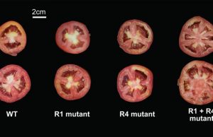 For tomato genes, one plus one doesn’t always make two For tomato genes one plus one doesnt always make two