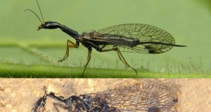 Fossil discovery deepens snakefly mystery