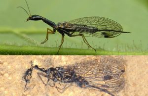 Fossil discovery deepens snakefly mystery Fossil discovery deepens snakefly mystery