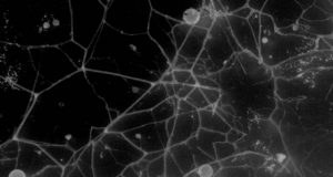 Fungi could manipulate bacteria to enrich soil with nutrients