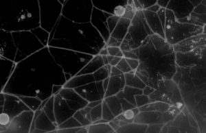 Fungi could manipulate bacteria to enrich soil with nutrients