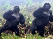 Gorillas do not bluff when they beat their chests