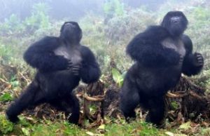 Gorillas do not bluff when they beat their chests: Honest signaling indicates body size Gorillas do not bluff when they beat their chests