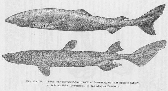 Greenland Shark Source World Register of Marine Species Author H. Dupond in Poll 1947 naar Bonaparte
